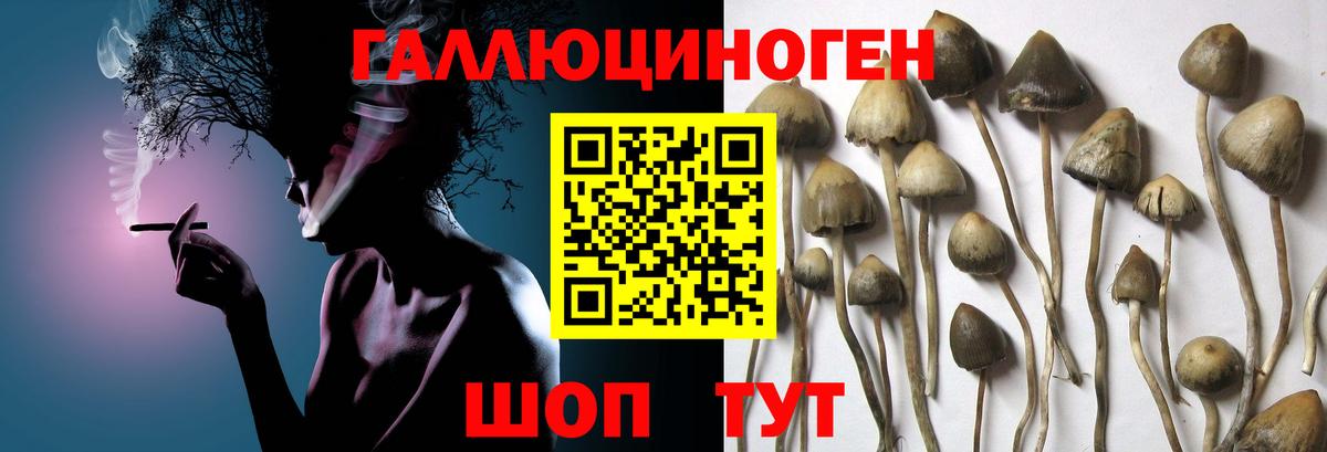 Галлюциногенные грибы Psilocybe  Галлюциногенные грибы мицелий  Волгодонск  Вход с VPN 